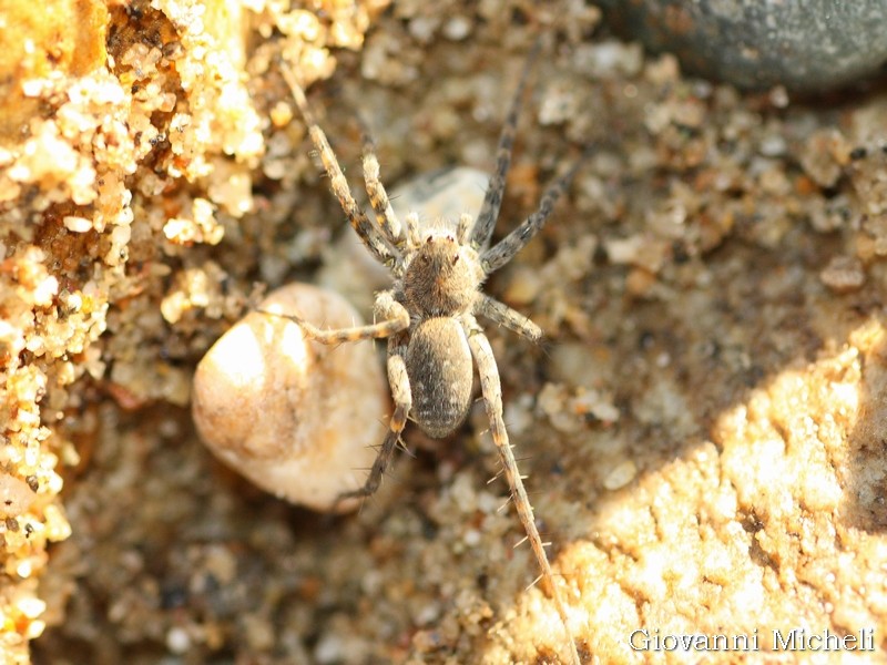 Pardosa cfr.  wagleri  - Pontevecchio di Magenta (MI)